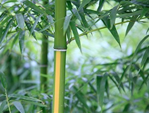 如何栽培养护好盆栽竹子