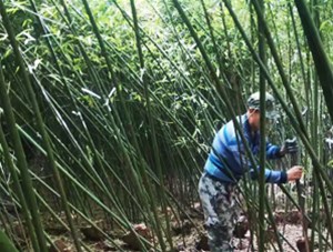 竹子虫害及防治方法