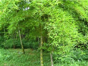 给竹子使用除草剂时要格外小心