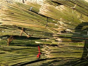 如何种植菜架竹